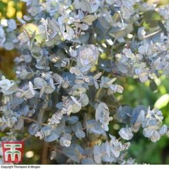 Eucalyptus Gunnii (Standard) -Greenworld Zone euca gunn