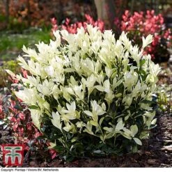 Euonymus Japonicus 'Himalaya'