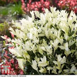 Euonymus Japonicus 'Himalaya' 10 Euonymus Japonicus 'Himalaya' -Greenworld Zone euon hima3