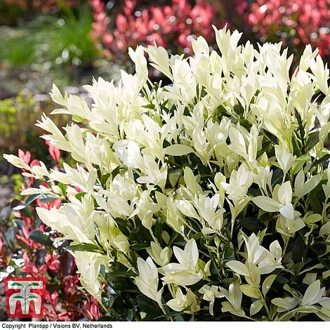 Euonymus Japonicus 'Himalaya' 3 Euonymus Japonicus 'Himalaya' - Image 3