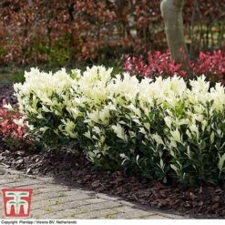 Euonymus Japonicus 'Himalaya' 11 Euonymus Japonicus 'Himalaya' -Greenworld Zone euon hima4