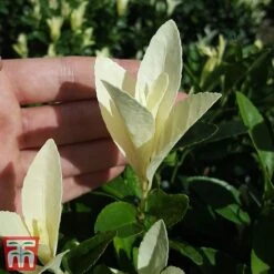 Euonymus Japonicus 'Himalaya' 12 Euonymus Japonicus 'Himalaya' -Greenworld Zone euon hima5