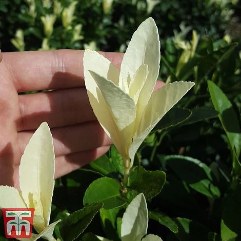 Euonymus Japonicus 'Himalaya' 5 Euonymus Japonicus 'Himalaya' - Image 5