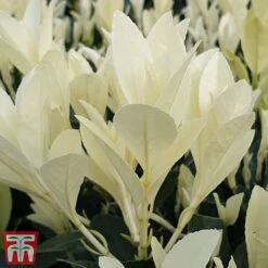 Euonymus Japonicus 'Himalaya' 13 Euonymus Japonicus 'Himalaya' -Greenworld Zone euon hima6