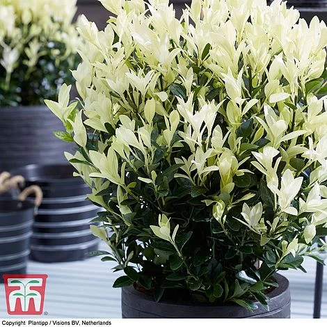 Euonymus Japonicus 'Himalaya' 7 Euonymus Japonicus 'Himalaya' - Image 7