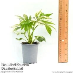 Fatsia Japonica 'Spiders Web' -Greenworld Zone fatsia1