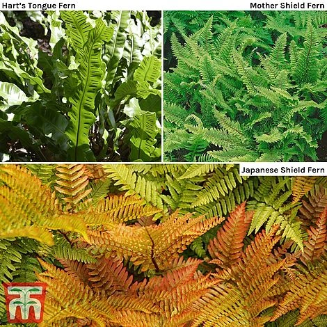 Fern Hardy Collection 1 Fern Hardy Collection