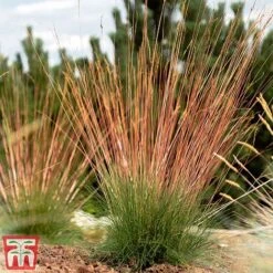 Festuca 'Sunrise' -Greenworld Zone fest sun
