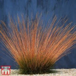 Festuca 'Sunrise' -Greenworld Zone fest sun2