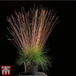 Festuca 'Sunrise' -Greenworld Zone fest sun3