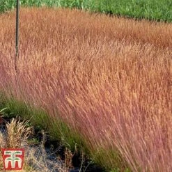 Festuca 'Sunrise' -Greenworld Zone fest sun4