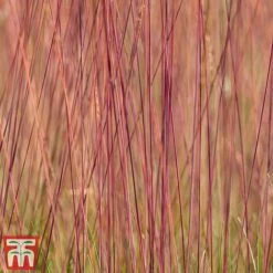 Festuca 'Sunrise' -Greenworld Zone fest sun5