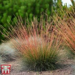 Festuca 'Sunrise' -Greenworld Zone fest sun6