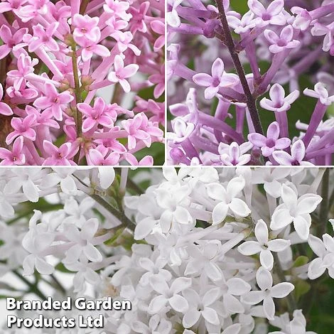Syringa Flowerfesta® Collection 2 Syringa Flowerfesta® Collection - Image 2