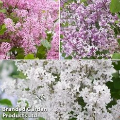 Syringa Flowerfesta® Collection 9 Syringa Flowerfesta® Collection -Greenworld Zone fftio1