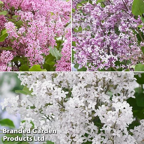 Syringa Flowerfesta® Collection 3 Syringa Flowerfesta® Collection - Image 3