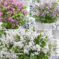 Syringa Flowerfesta® Collection 10 Syringa Flowerfesta® Collection -Greenworld Zone fftio2