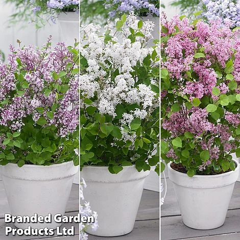 Syringa Flowerfesta® Collection 1 Syringa Flowerfesta® Collection