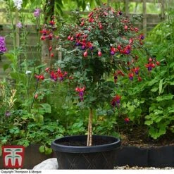 Fuchsia 'Angela' (Hardy) (Standard) -Greenworld Zone fuch ang a