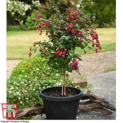 New Products -Greenworld Zone fuch ang b