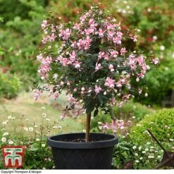 Fuchsia 'Elma' (Hardy) (Standard) 3 Fuchsia 'Elma' (Hardy) (Standard) -Greenworld Zone fuch elm b