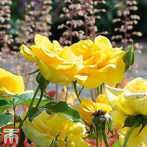 Rose 'Precious Gold' (Floribunda Rose) 2 Rose 'Precious Gold' (Floribunda Rose) - Image 2