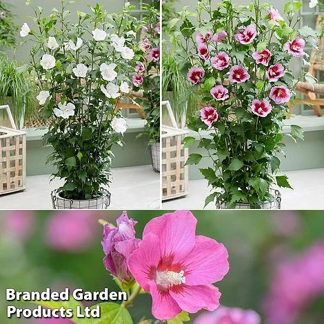 Hibiscus 'Flower Tower Collection' 1 Hibiscus 'Flower Tower Collection'