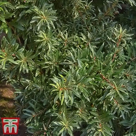 Hippophae Rhamnoides 'Hikul' 2 Hippophae Rhamnoides 'Hikul' - Image 2