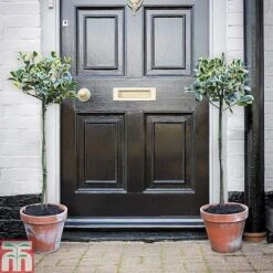 Holly 'Golden King' (Standard Tree) 9 Holly 'Golden King' (Standard Tree) -Greenworld Zone hols1