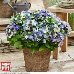 Hydrangea Macrophylla 'Lady Mata Hari Duo' (Royalty Collection) 6 Hydrangea Macrophylla 'Lady Mata Hari Duo' (Royalty Collection) -Greenworld Zone hyd blue T1