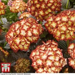 Hydrangea Macrophylla 'Light My Fire' 7 Hydrangea Macrophylla 'Light My Fire' -Greenworld Zone hyd light T3