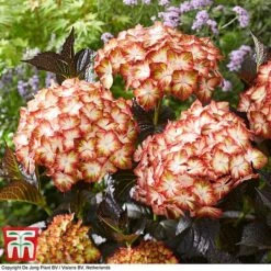 Hydrangea Macrophylla 'Light My Fire' 8 Hydrangea Macrophylla 'Light My Fire' -Greenworld Zone hyd light T4
