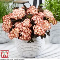 Hydrangea Macrophylla 'Light My Fire' 9 Hydrangea Macrophylla 'Light My Fire' -Greenworld Zone hyd light T5