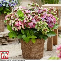 Hydrangea Macrophylla 'Lady Mata Hari Duo' (Royalty Collection) 7 Hydrangea Macrophylla 'Lady Mata Hari Duo' (Royalty Collection) -Greenworld Zone hyd pink T