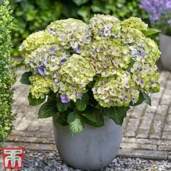 Hydrangea Macrophylla 'Magical Jewel' 9 Hydrangea Macrophylla 'Magical Jewel' -Greenworld Zone hydr22