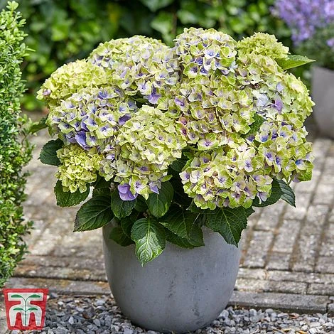 Hydrangea Macrophylla 'Magical Jewel' 3 Hydrangea Macrophylla 'Magical Jewel' - Image 3