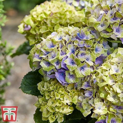 Hydrangea Macrophylla 'Magical Jewel' 7 Hydrangea Macrophylla 'Magical Jewel' - Image 7
