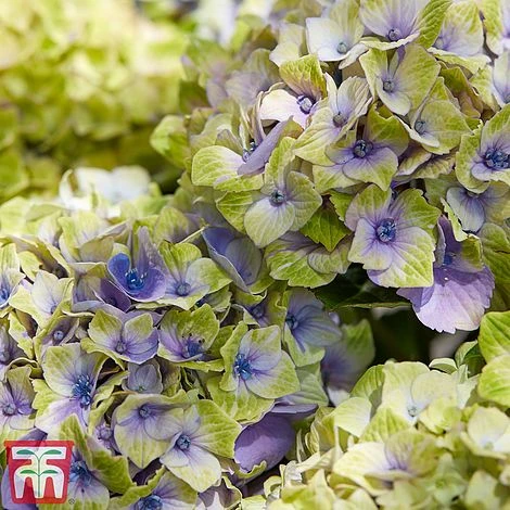 Hydrangea Macrophylla 'Magical Jewel' 5 Hydrangea Macrophylla 'Magical Jewel' - Image 5