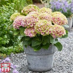 Hydrangea Macrophylla 'Magical Jewel' 10 Hydrangea Macrophylla 'Magical Jewel' -Greenworld Zone hydr6