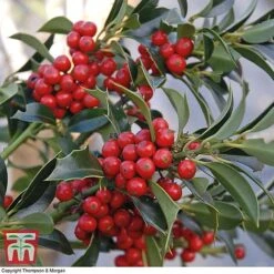 Holly 'Green Alaska' -Greenworld Zone ilex gree a