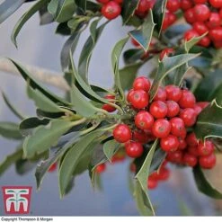 Holly 'Green Alaska' -Greenworld Zone ilex gree b