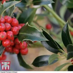 Holly 'Green Alaska' -Greenworld Zone ilex gree c