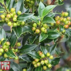 Holly 'Green Alaska' -Greenworld Zone ilex gree f