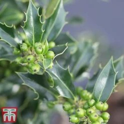 Holly 'Green Alaska' -Greenworld Zone ilex green e