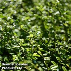 Ilex Crenata 'Dark Green' -Greenworld Zone ilexdarkgreen