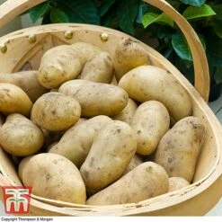 Potato 'T&M Favourites Collection' -Greenworld Zone jazzy21
