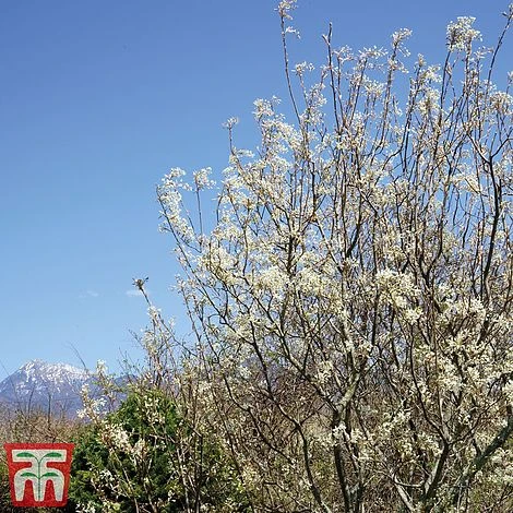 Amelanchier Canadensis 2 Amelanchier Canadensis - Image 2
