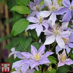Clematis 'Justa' 9 Clematis 'Justa' -Greenworld Zone justa2