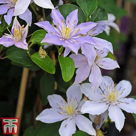 Clematis 'Justa' 2 Clematis 'Justa' - Image 2