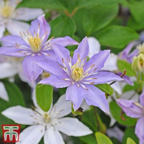 Clematis 'Justa' 1 Clematis 'Justa'